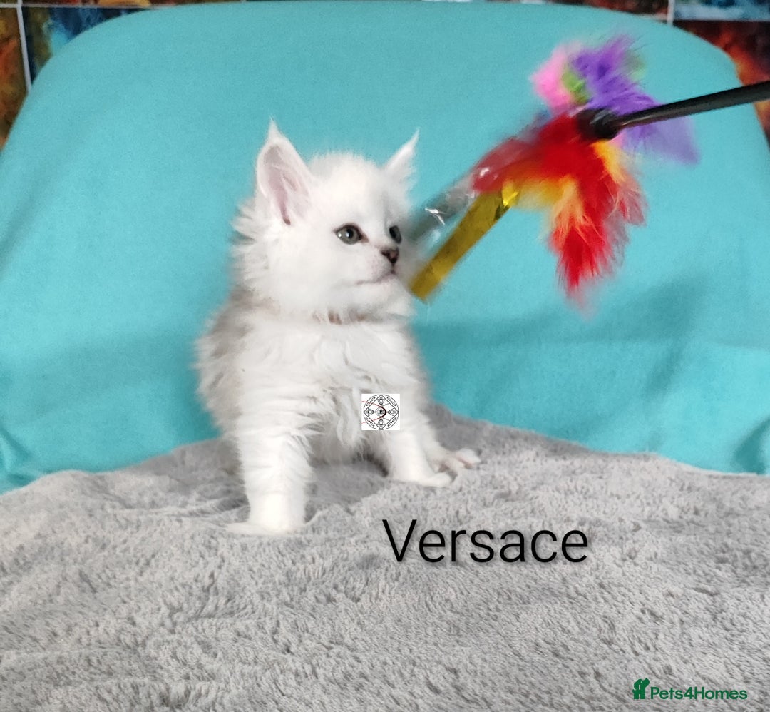 Maine Coon cats for sale: Unique beautiful kittens  - Advert 16