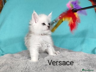 Maine Coon cats Unique beautiful kittens - Advert 4