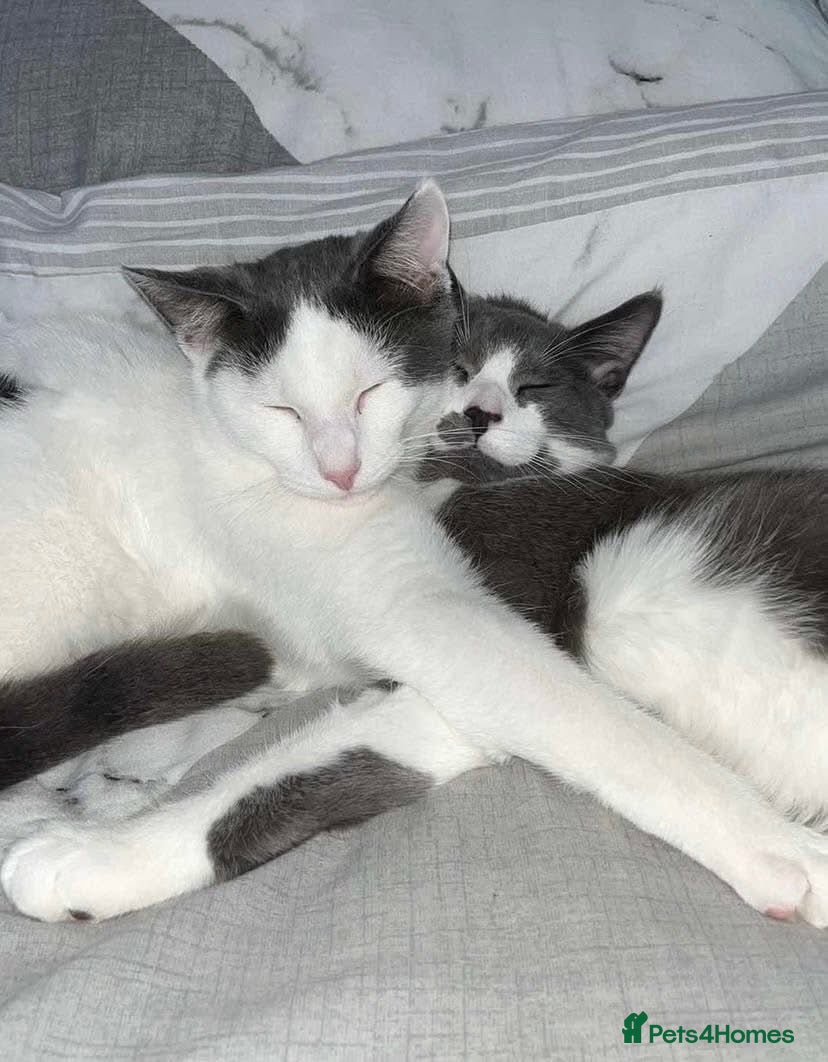 Mixed Breed cats REHOMING: 2 Grey/White Cats, Siblings - Advert 1