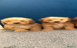 Cockapoo dogs for sale: Ready to go beautiful puppies  - Advert 12