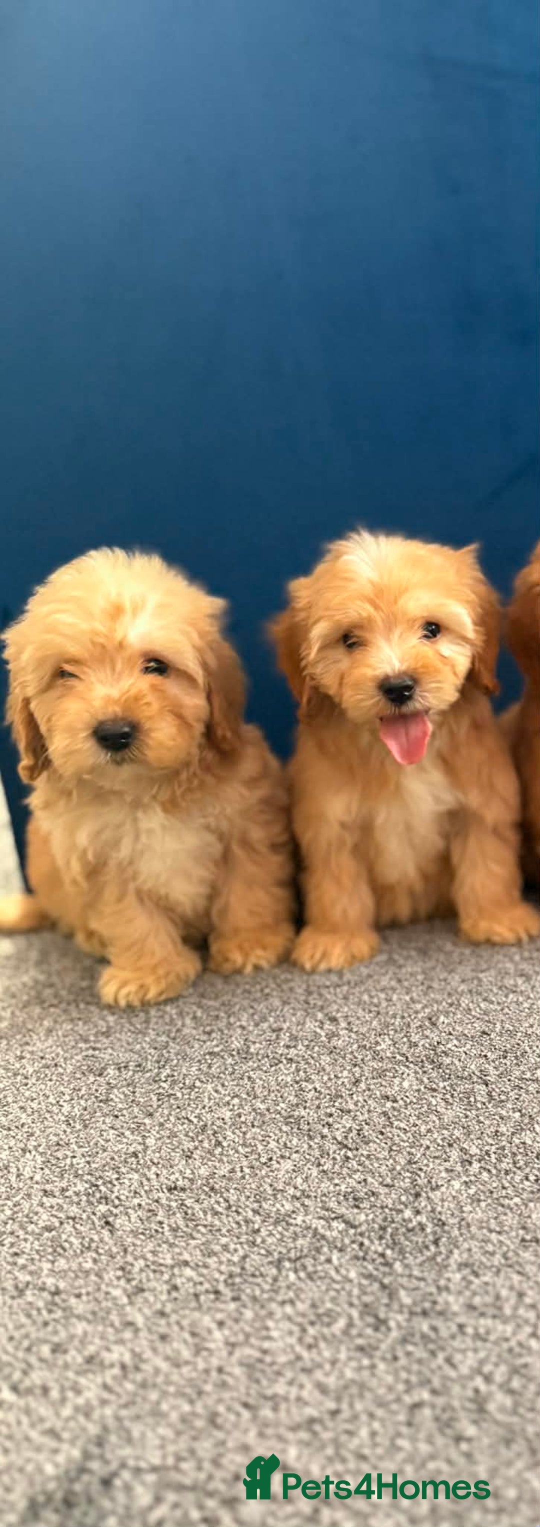 Cockapoo dogs for sale: Ready to go beautiful puppies  - Advert 12