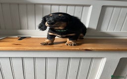 Dachshund dogs for sale: OUTSTANDING STANDARD LONGHAIR DACHSHUNDS - Image 3