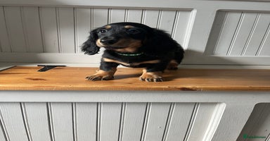 Dachshund dogs - Advert 12