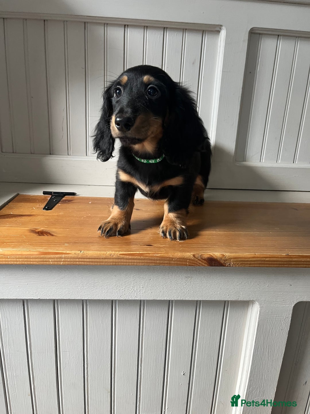 Dachshund dogs for sale: OUTSTANDING STANDARD LONGHAIR DACHSHUNDS - Image 3