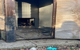 Border Terrier dogs for sale: Pure border terrier puppies  - Advert 23