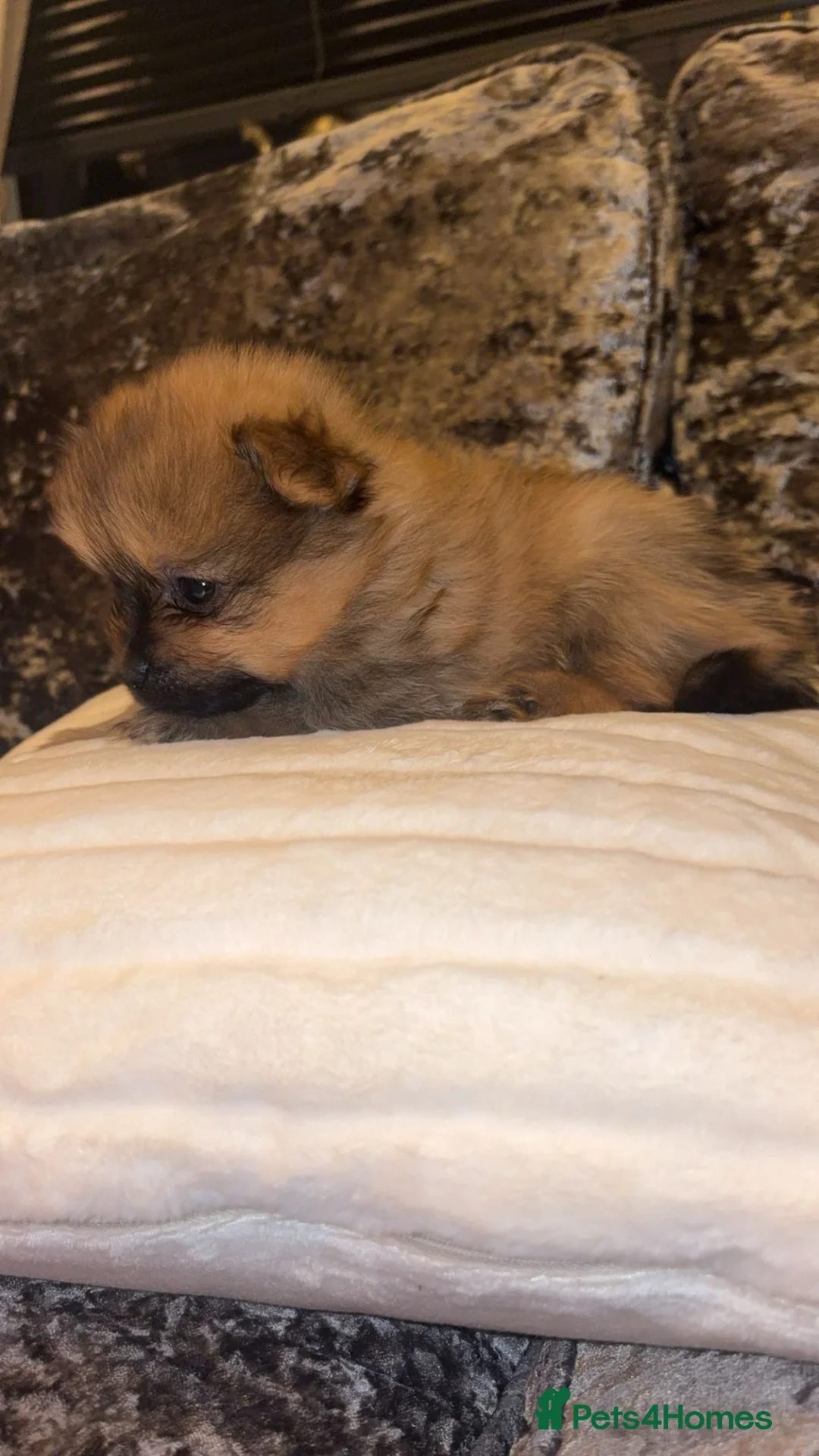 Pomeranian dogs for sale: Beautiful tiny Pomeranian male pup left  - Advert 7