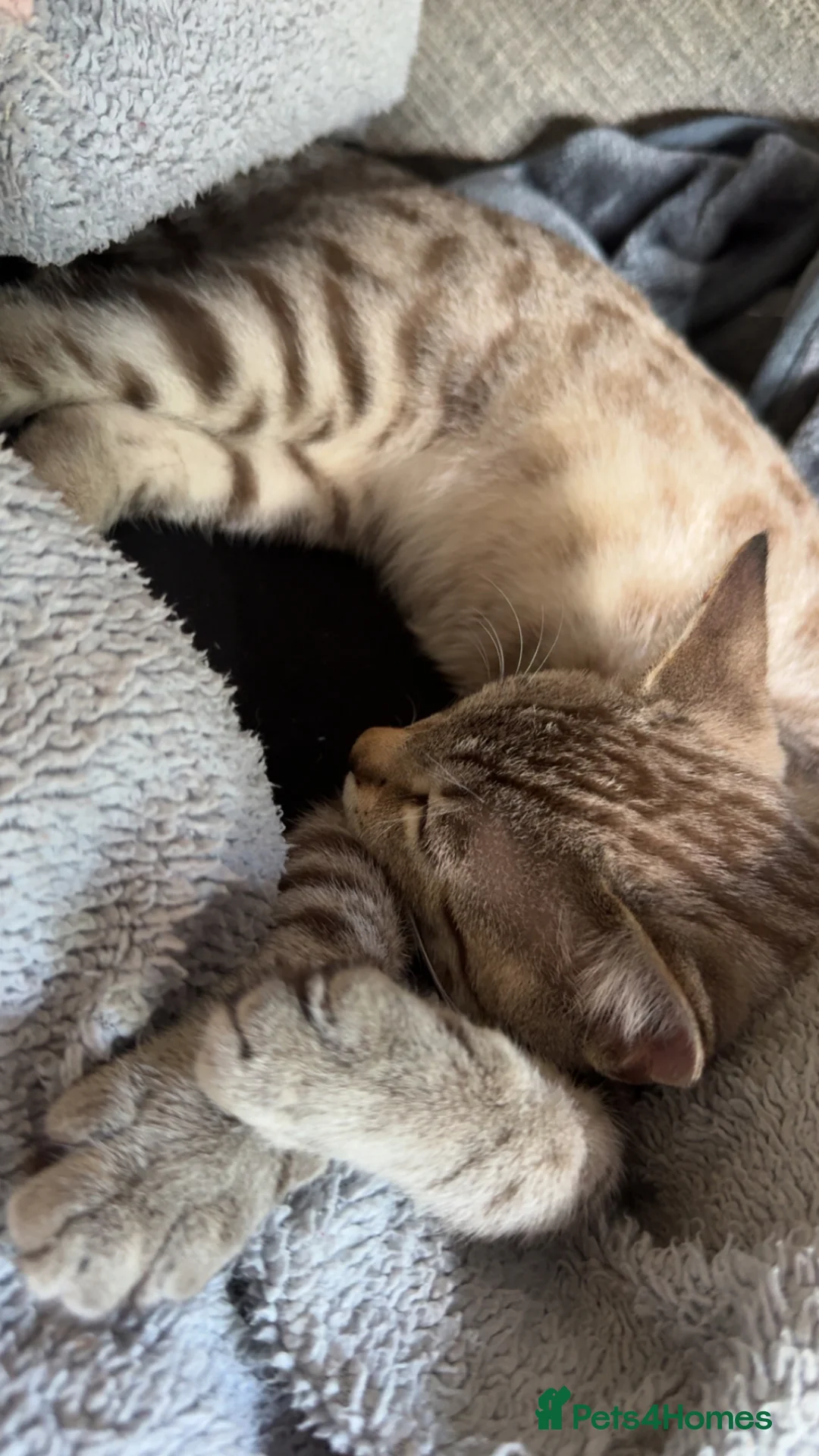 Bengal cats for sale: Snow White male bengal  in Newcastle upon Tyne - Advert 2
