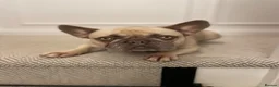 French Bulldog dogs for sale: Miss Bella - Advert 8