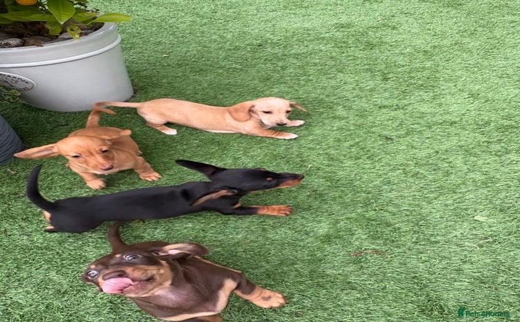 Miniature Dachshund dogs - Advert 1