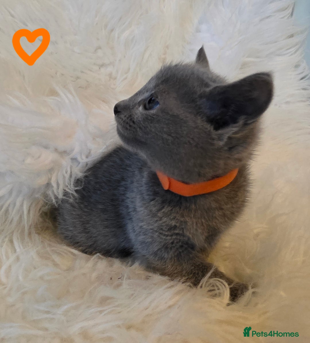 Russian Blue cats for sale: GCCF, CHAMPION SIRED RUSSIAN BLUE KITTENS - Advert 10