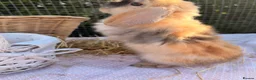 Mini Lop rabbits for sale:  Gorgeous mini Lop babies  - Advert 26