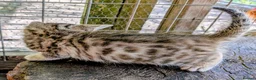 Mixed Breed cats for sale: Ready to leave... Gorgeous Bengal X Kittens - Advert 34