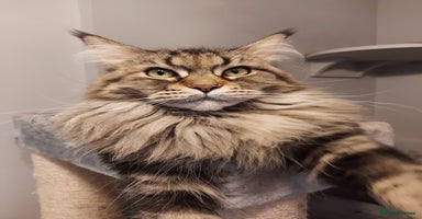 Maine Coon cats - Advert 3