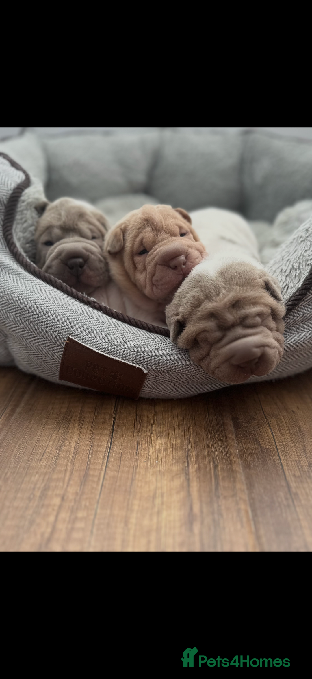 Shar Pei dogs for sale: Flower shar pai  - Image 2