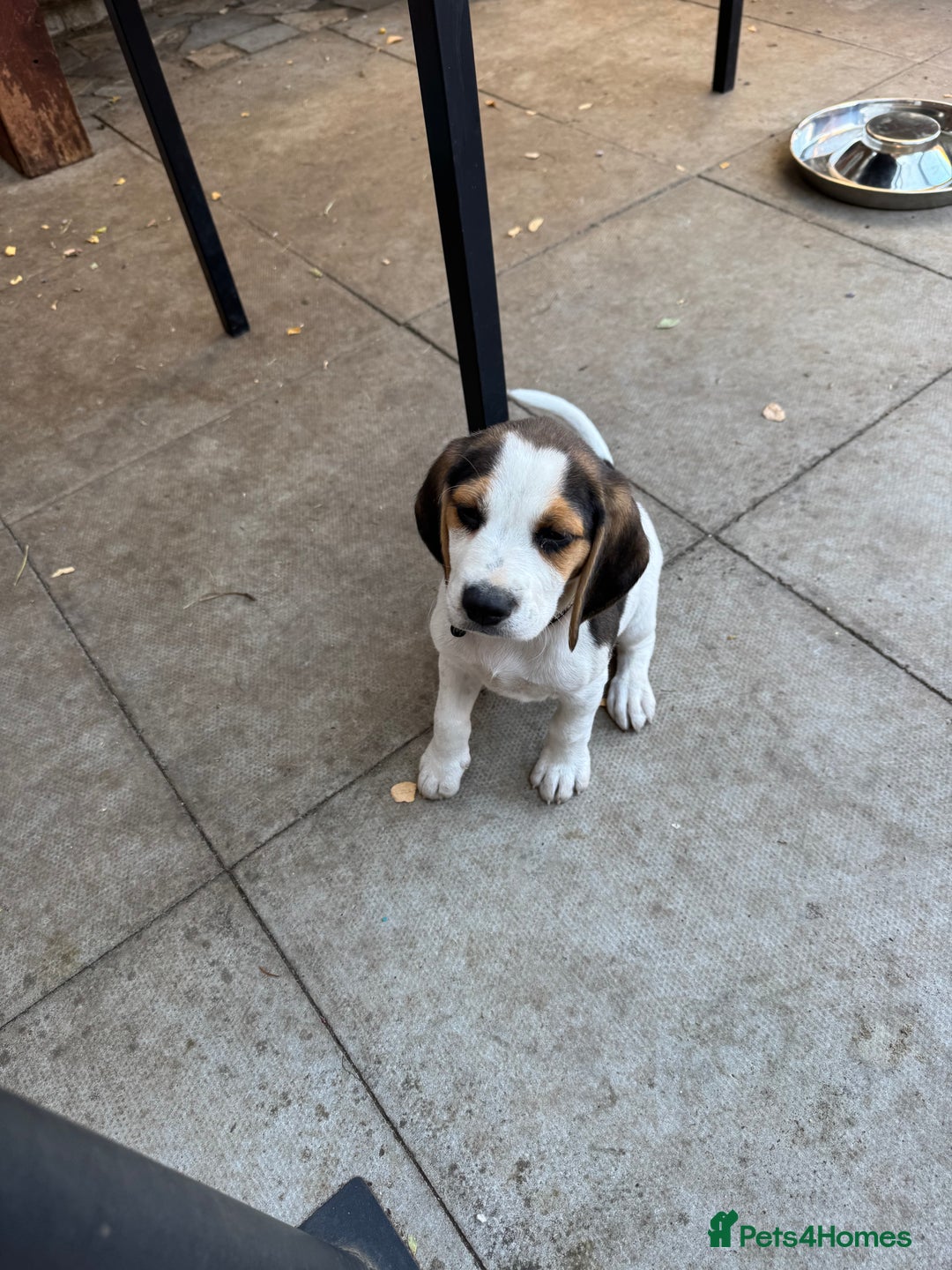 Beagle dogs for sale: 2 Beagle puppies‼️Ready to leave NOW‼️ - Image 14
