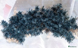 Spiders invertebrates for sale: Caribena Versicolor 4+cm spiderlings - Image 7