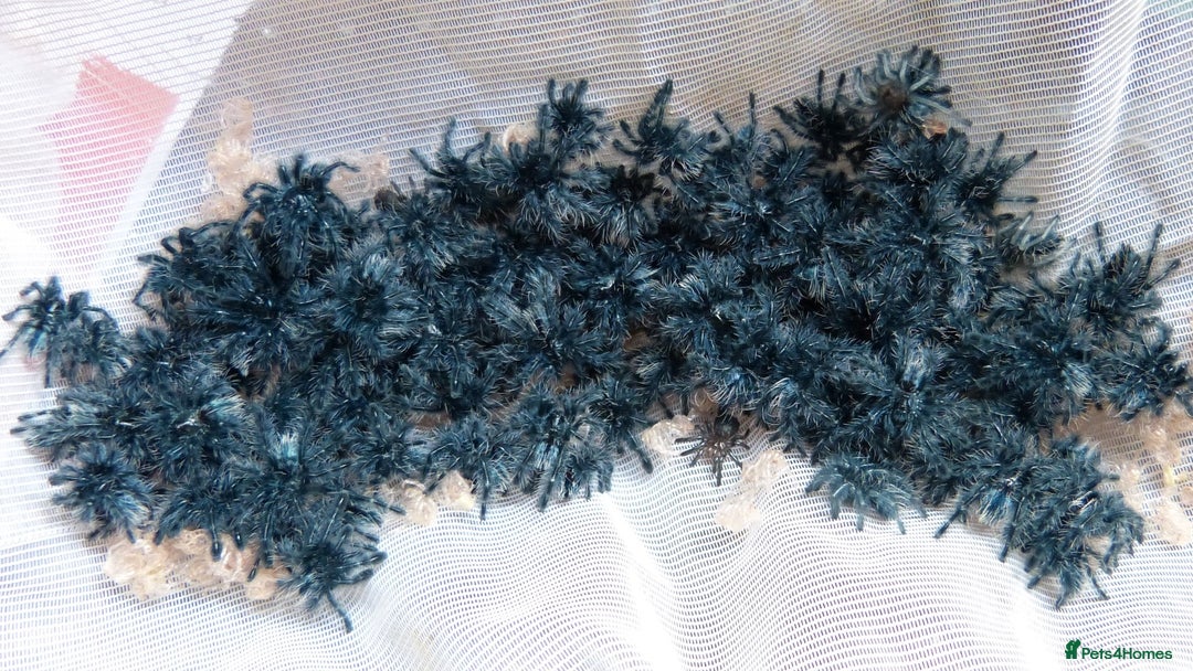 Spiders invertebrates for sale: Caribena Versicolor 4+cm spiderlings - Image 7