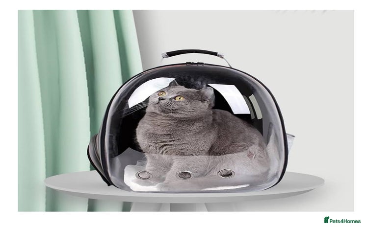 British Shorthair cats - Advert 1