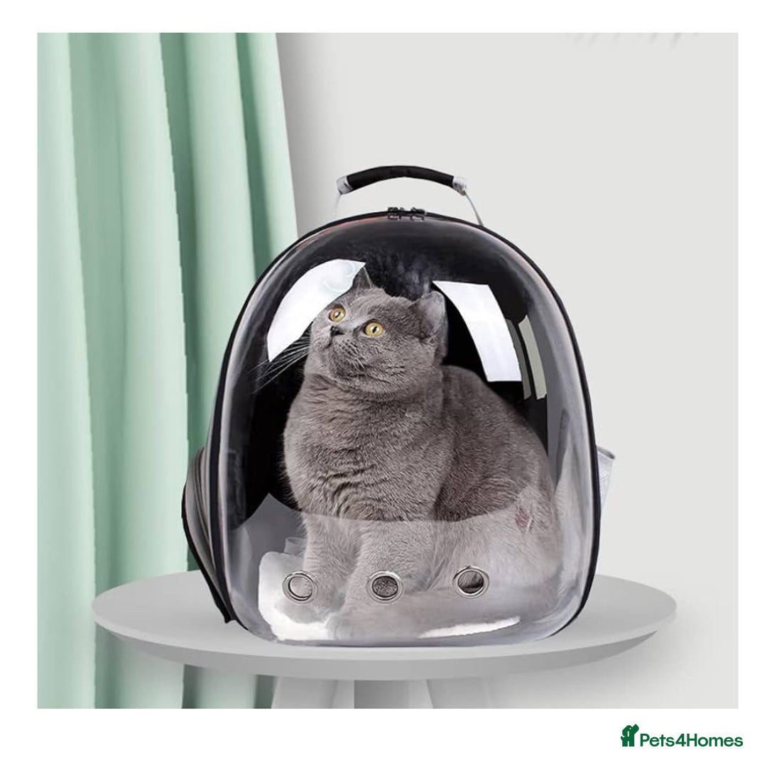 British Shorthair cats for sale: Pet Backpack Carrier Bubble  - Image 1