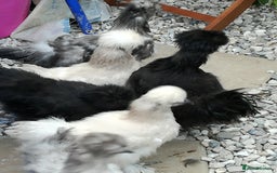 Chickens poultry for sale: JOB LOT COOP, 3 SILKIE HENS+ALL ACCESSORIES  in Colwyn Bay - Image 10