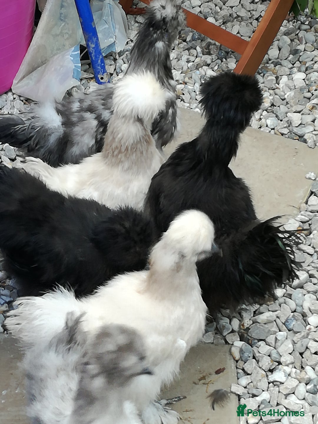 Chickens poultry for sale: JOB LOT COOP, 3 SILKIE HENS+ALL ACCESSORIES  in Colwyn Bay - Image 10