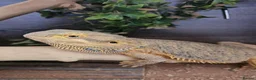 Bearded Dragon reptiles for sale: Male bearded dragon - Advert 4