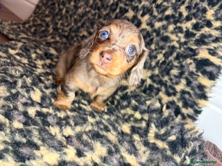 Miniature Dachshund dogs Chocolate and cream longhair miniature dachshunds - Advert 15