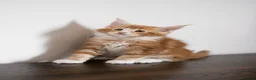 Maine Coon cats for sale: 5 Beautiful Russian Import Kittens TICA - Advert 11
