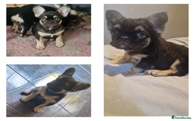 French Bulldog dogs - Advert 3