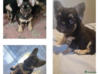 French Bulldog dogs - Advert 5