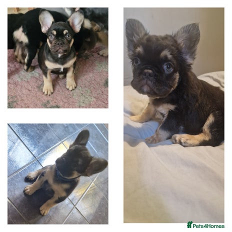 French Bulldog dogs - Advert 3