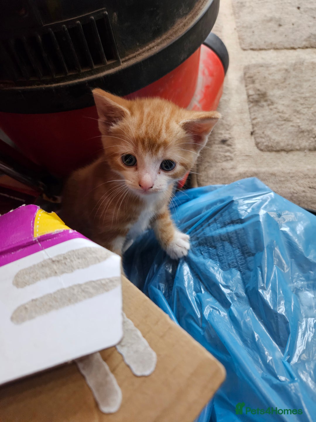 Mixed Breed cats for sale: 4 Beautiful Kittens looking for forever homes - Image 1