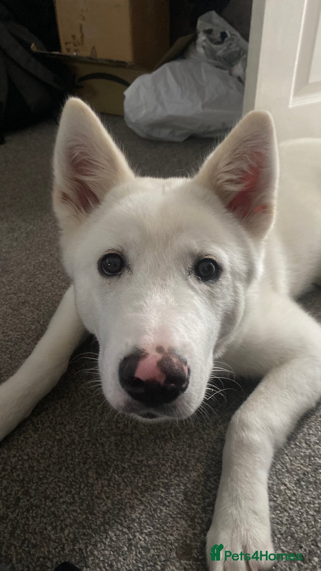 Mixed Breed dogs for sale: White Female Akita - Image 8