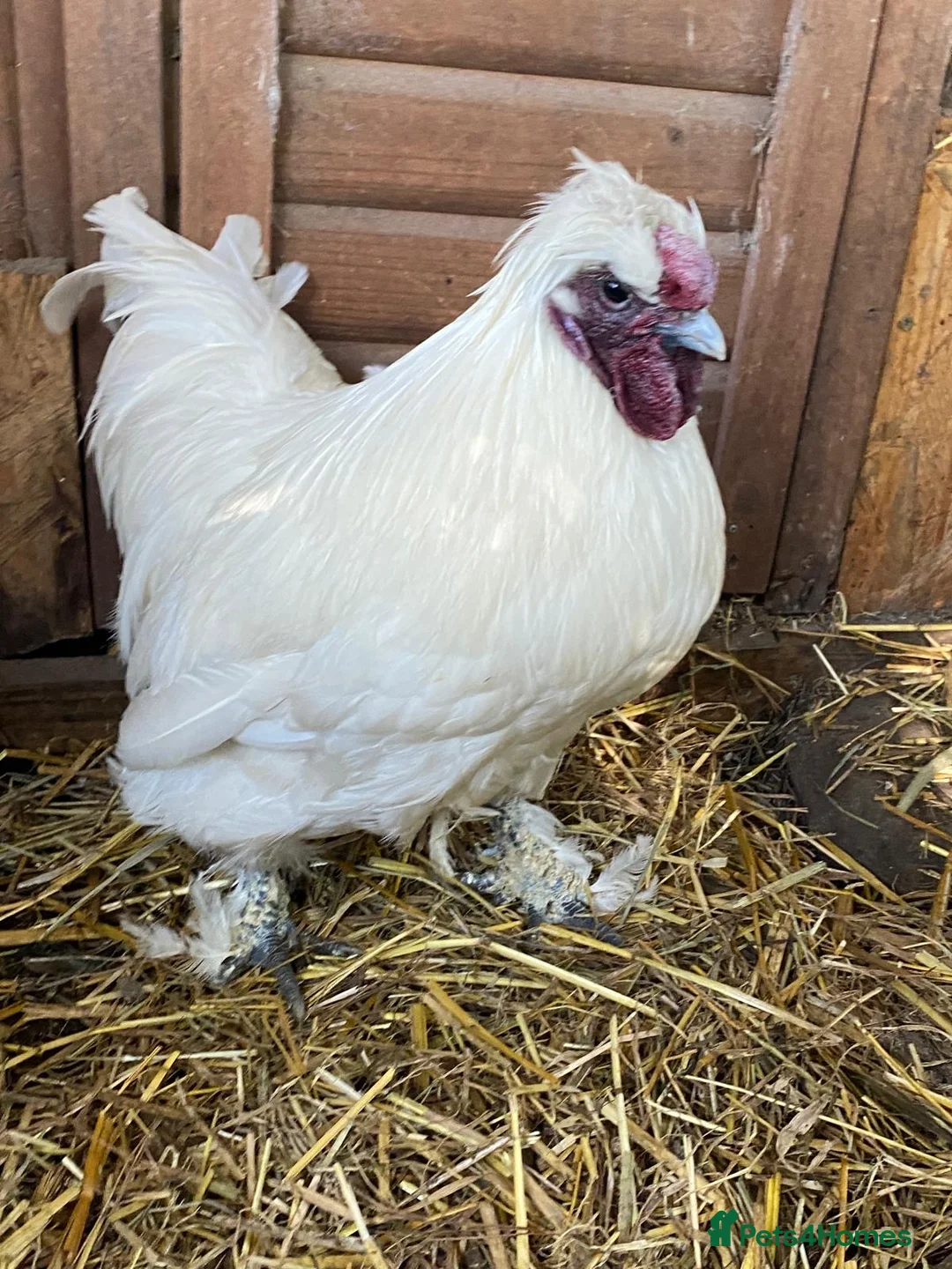 Chickens poultry for sale: Cocks in confinement due to crimes of passion - Advert 1