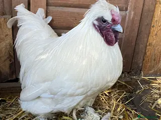 Chickens poultry Cocks in confinement due to crimes of passion - Advert 14