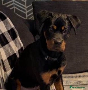 Rottweiler dogs 6 MONTH OLD MALE ROTTWEILER  - Advert 1