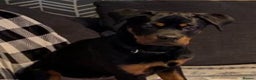 Rottweiler dogs for sale: 6 MONTH OLD MALE ROTTWEILER  - Advert 1