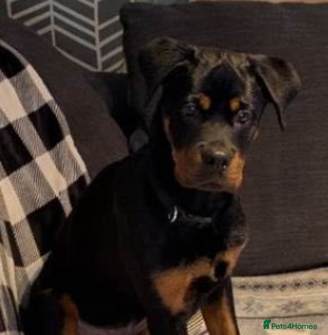 Rottweiler dogs for sale: 6 MONTH OLD MALE ROTTWEILER  - Advert 1