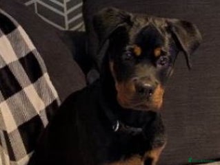Rottweiler dogs 6 MONTH OLD MALE ROTTWEILER - Advert 1