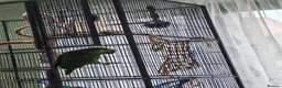 Parrots birds for sale: Amazon parrot Franco - Advert 5