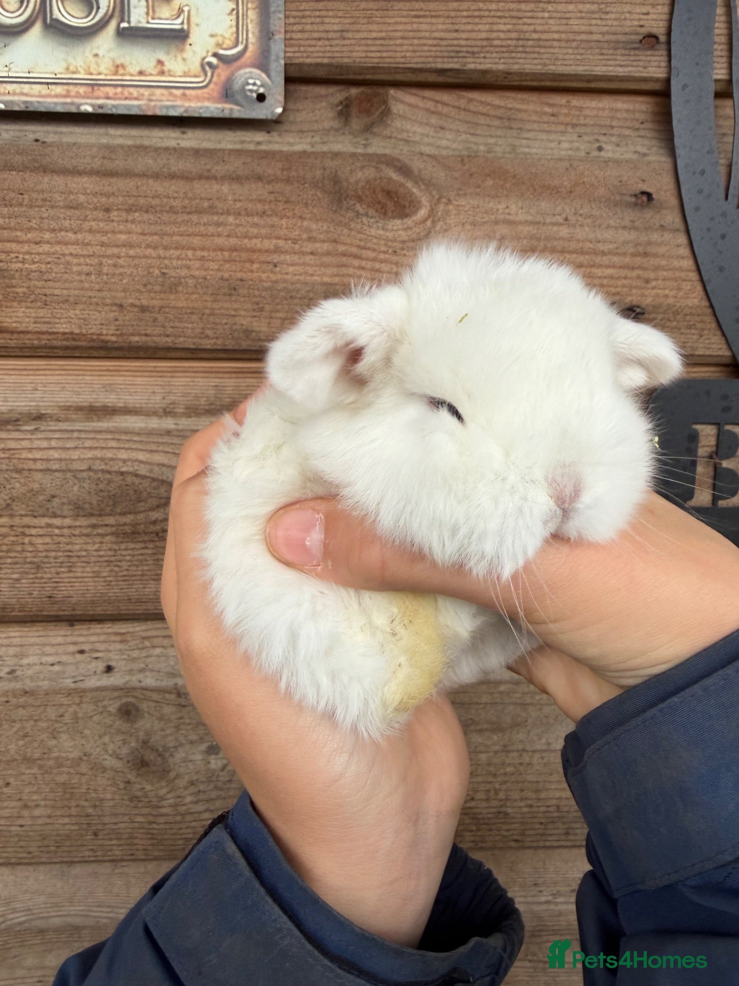 Mini Lop rabbits for sale: Pure bred quality mini plush lops RTR!!!  - Advert 11