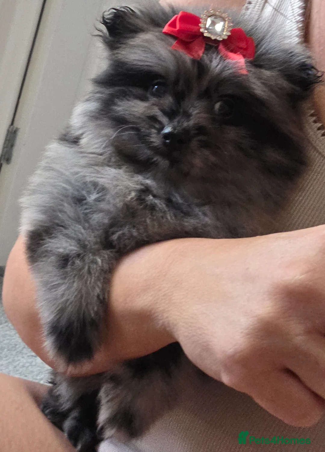 Pomeranian dogs for sale: Our beautiful litter of rainbow poms  - Advert 1