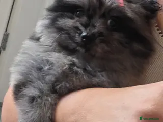 Pomeranian dogs Our beautiful litter of rainbow poms - Advert 4