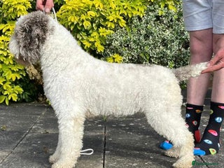 Lagotto Romagnolo dogs - Advert 1