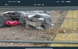 Mini Lop rabbits for sale: 2 Sisters mini lop rabbits - Image 2
