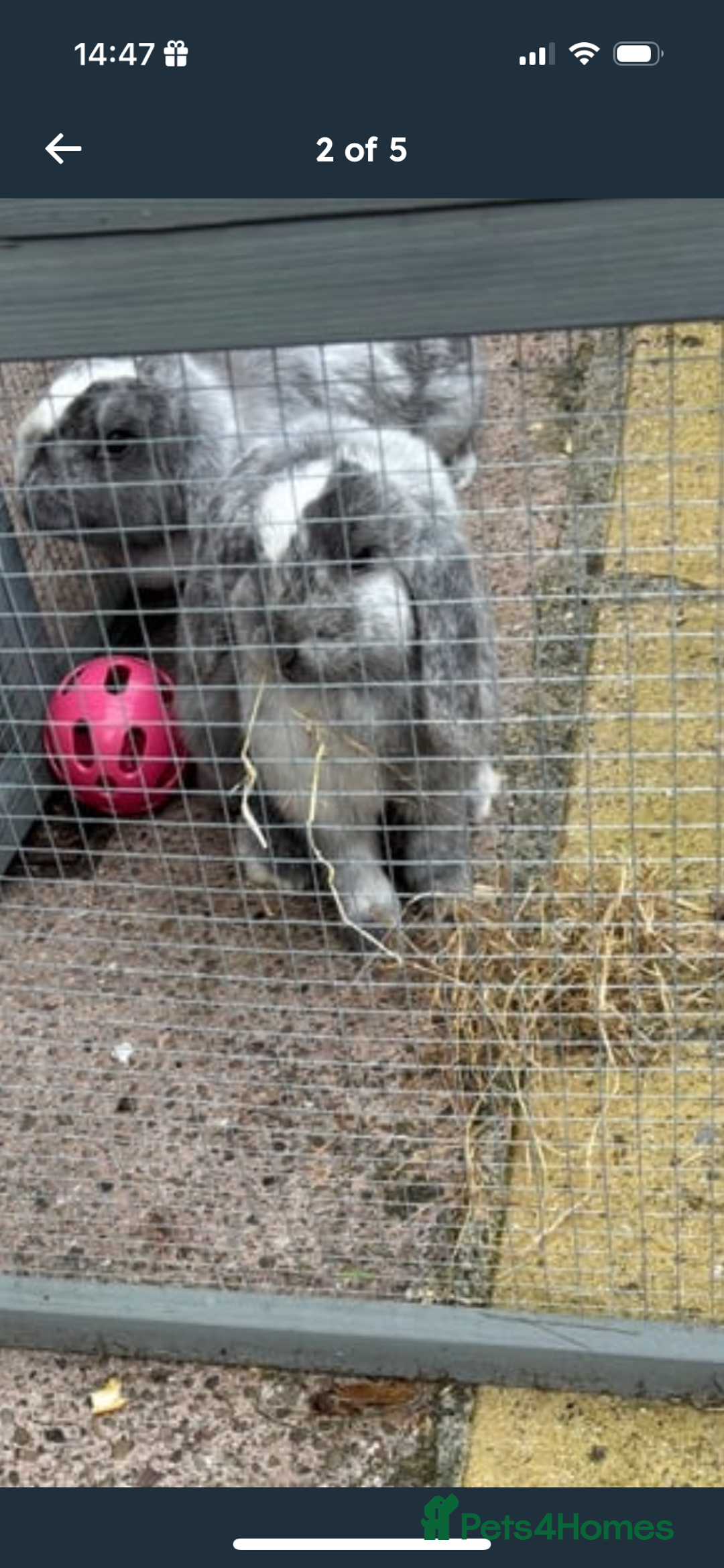 Mini Lop rabbits for sale: 2 Sisters mini lop rabbits - Image 2