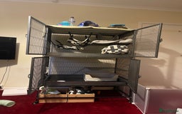 Ferret rodents for sale: Two male ferrets  - Image 2
