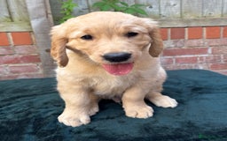 Golden Retriever dogs for sale: Show x Working. Naturally raised. Crate training  in Warminster - Image 5