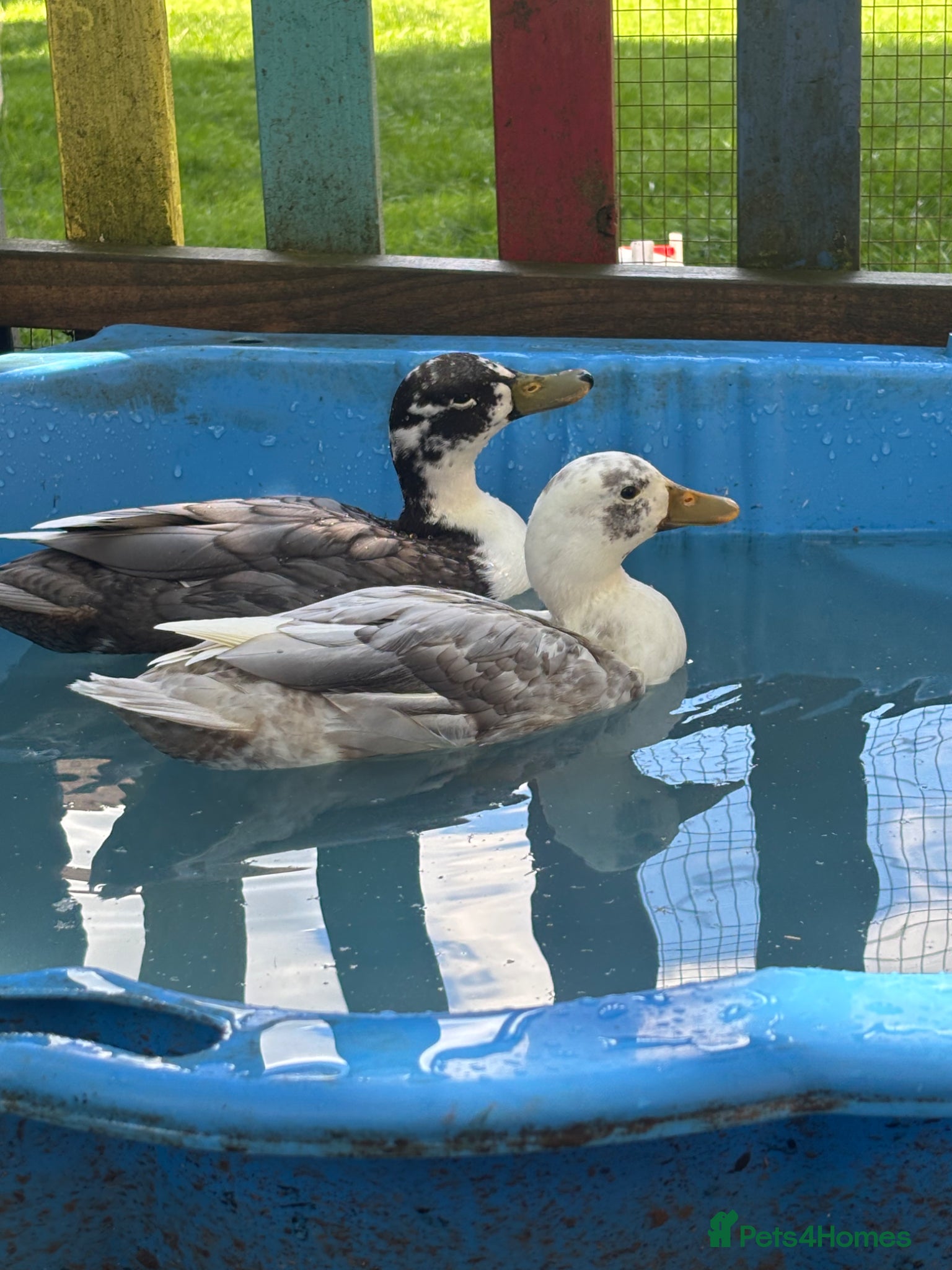 Ducks poultry for sale: Drake Call Ducks  - Advert 4