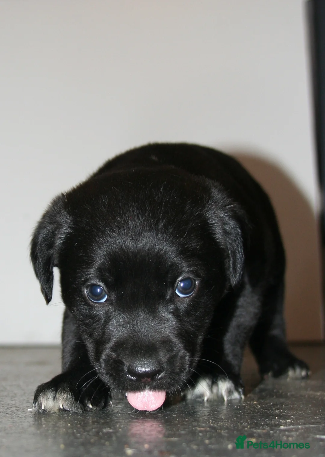 Mixed Breed dogs for sale: CANE COLLIE hybrid  - Advert 19